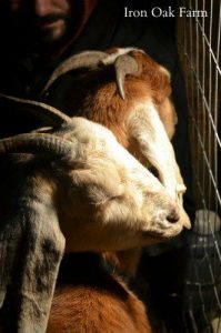 Getting Ready for Goat Babies Image